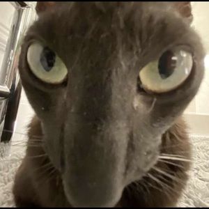 Meet your Posher, Nicholas